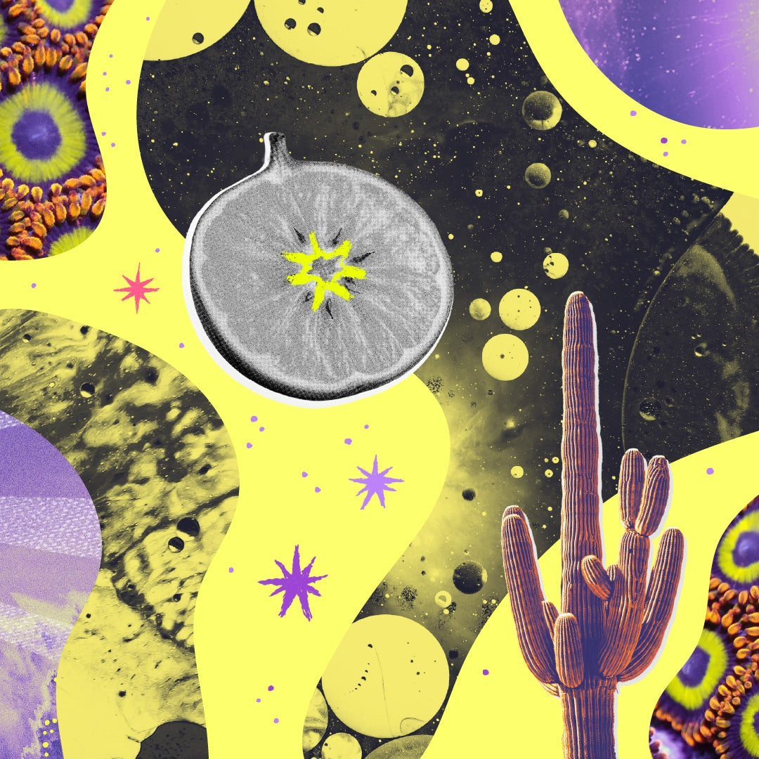 THE LIQUID PICNIC CIRCLE OF CARE