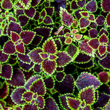 FOREST AFFAIR · Body Oil